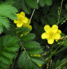 Blutwurz (Potentilla erecta, Tormentill) Blutwurz (Potentilla erecta, Tormentill)
