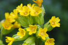 Schlüsselblumen (Primulaceae) Schlüsselblumen (Primulaceae)