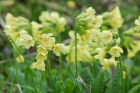 Schlüsselblume (Primulaceae) Schlüsselblume (Primulaceae)