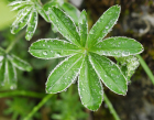Silbermantel (Alchemilla alpina) Silbermantel (Alchemilla alpina)