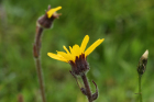 Arnika (Arnica montana) Arnika (Arnica montana)