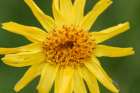 Arnikablume (Arnica montana) Arnikablume (Arnica montana)