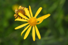 Arnikas (Arnica montana) Arnikas (Arnica montana)