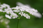 Bibernell (Pimpinella -major) Bibernell (Pimpinella -major)