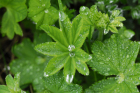 Frauenmantel (Alchemilla vulgaris) Frauenmantel (Alchemilla vulgaris)