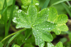 Frauenmänteli (Alchemilla vulgaris) Frauenmänteli (Alchemilla vulgaris)