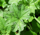Frauenmantel mit Wassertropfen (Alchemilla vulgaris1) Frauenmantel mit Wassertropfen (Alchemilla vulgaris1)