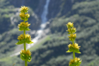 gelber Enzian (Gentiana lutea) Mürren gelber Enzian (Gentiana lutea) Mürren