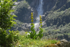 gelber Enzian (Gentiana lutea) in Mürren gelber Enzian (Gentiana lutea) in Mürren