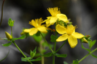 Johanniskraut (Hypericum perforatum) Johanniskraut (Hypericum perforatum)