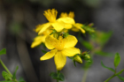 Johanniskrautblüten (Hypericum perforatum) Johanniskrautblüten (Hypericum perforatum)