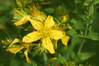 Johanniskraut (Hypericum-perforatum) Johanniskraut (Hypericum-perforatum)