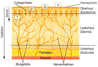 Hautquerschnitt