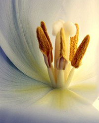 tulpe