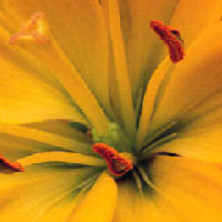 Blume