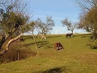 unsere Pferde kann von Biergarten aus beobachten  klick  >>>  gro�