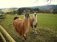medienscheu sind unsere Lamas gerade nicht  klick >>> gro&szlig;