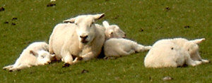 Schafe auf dem Deich