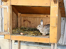 Felix der Hase auf dem Ferienhof in Bayern