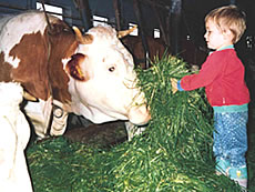 im Kuhstall auf dem Bauernhof