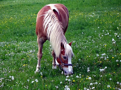 Unser Haflinger Nora auf dem Bauernhof im Bayerischen Wald
