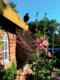 Ferienwohnung in Dagebüll, Nordsee