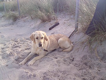 Urlaub mit Hund