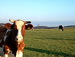 Urspr&uuml;ngliche Eifel-Natur
