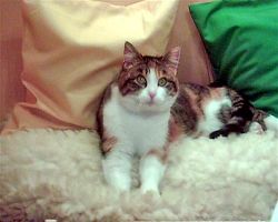 Katze Petra