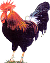 Gockelhahnpauschale