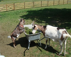 Lilli und Sissi