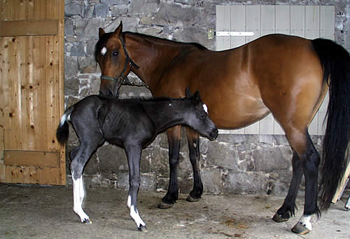Stute Lady mit Fohlen Luna, Reiterferien in Bayern