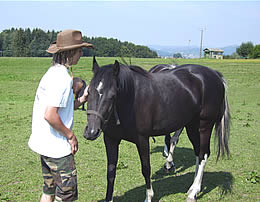 Pferd Luna auf der Koppel des Ferienhofes