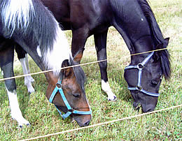 Pferde Gipsy und Vollschwester Luna auf dem Ferienhof in Bayern