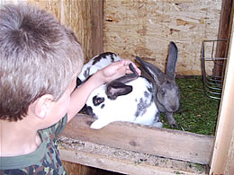 Nachwuchs im Hasenstall auf dem Ferienhof im Bayerischen Wald