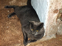 Kater Paul beim Faulenzen 