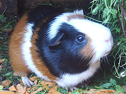 Meerschweinchen im Hasenstall