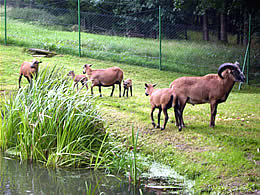 Fischteich mit Angelm�glichkeit im Bayerischen Wald