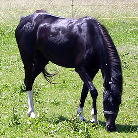 Luna auf der Koppel