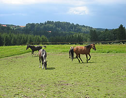 Pferdekoppel auf dem Schm�llerhof Bayerischer Wald Bayern