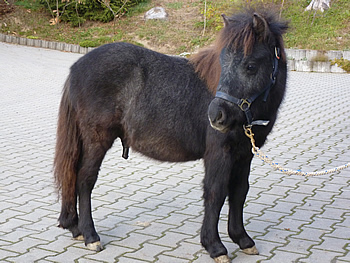 Unser Neuzugang im Pferdestall