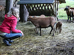 Schafe an der Futterkrippe