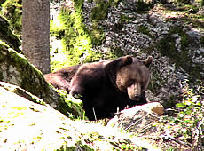 Bär im Nationalpark Bayerischer Wald