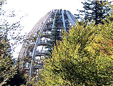 Baumei im Nationalpark am Lusen