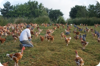 Ferme de la Ville-Huet - Pl&eacute;rin-vente directe volailles fermi&egrave;res au lin