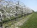 Arboriculture