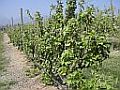 Petits fruits