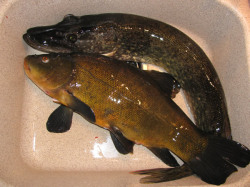 a/Novemberfischen (2).jpg