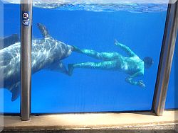 Sea world, Orlando.