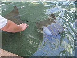 Sea World, Orlando. Florida.